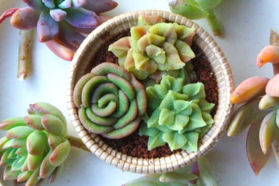 植物をモチーフにしたユニークなプラントケーキ