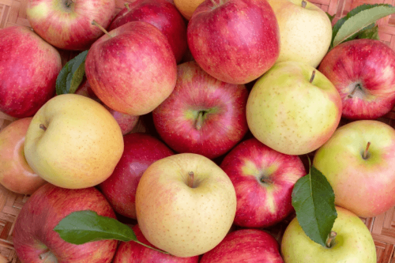 りんごの品種